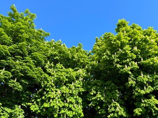 Horse chestnut trees in the spring park. 