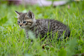 Katzenbaby