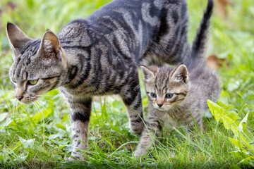 Katzenbaby mit Mama