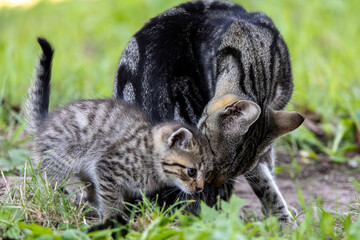 Katzenbaby mit Mama