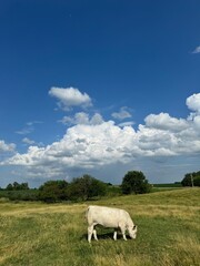 Fototapeta premium cows in a field