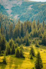 Romania Transalpina road with many serpentines crossing forest in  Carpathian mountains. Mountains forest trees with road in Parang mountains