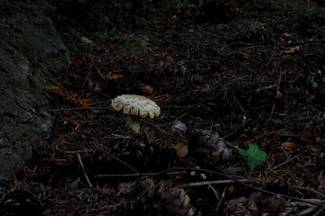 Mushroom in the mulch