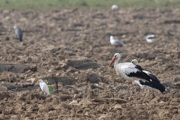 Obraz premium nel campo