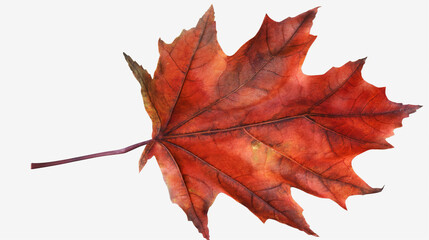 maple leaf isolated on white