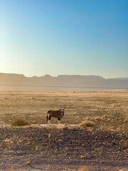 deer in the desert