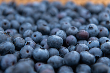 Close Up of Freshly Picked Blueberries Showcasing Natures Sweetness and Quality.