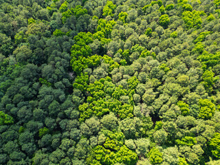 Nature landscape. Landscape with forest in spring. Green forest in summer aerial view. Rainforest ecosystem and healthy environment. Jungle nature background. Tree in lush forest. Nature photography