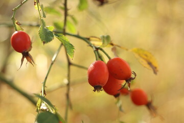 Ripe red rosehip berries are rich in vitamin C.