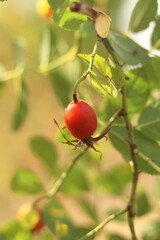Red ripe rosehip berry on a warm autumn day.