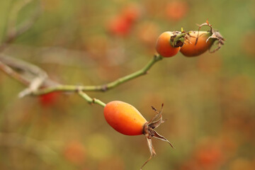 Red rose hips can be used to prevent viral diseases.