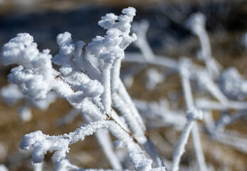 Frosty hawthorns. Winter scene in Tafi del Valle, Tucuman, Arg.