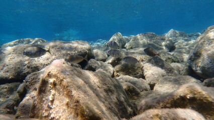 Marbled spinefoot or rivulated rabbitfish (Siganus rivulatus), Aegean Sea, Greece, Santorini island
