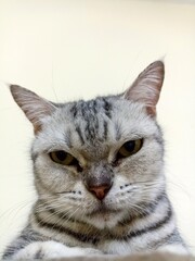 portrait of a cat, cat face closeup.