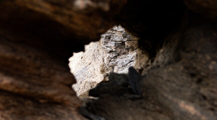 Rocky texture can be seen through a hole in the rock.