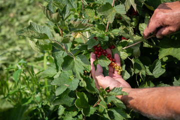 Senior Farmer Carefully Inspecting His Blueberry Farm to Ensure Quality and Progress