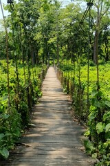 bridge path in the woods like heaven