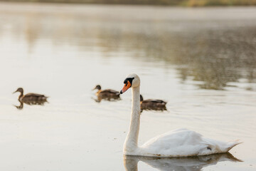 Ducks and swans in the lake at dawn