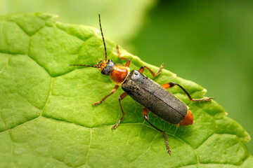 Cantharis nigricans (Graugelber Weichkäfer) dorsal auf einem grünen Blatt, Exemplar ohne dunklen...