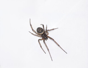 False Widow Spider