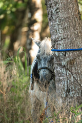 horses in Costa Rica travel equine 
