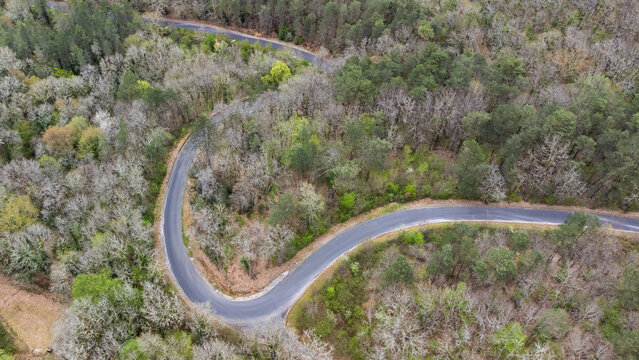 Petite route zigzagant entre les parcelles de for&ecirc;t. 