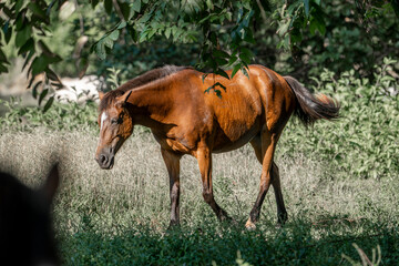 Fototapeta premium horses in Costa Rica travel equine 
