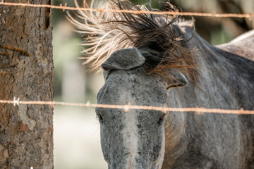 horses in Costa Rica travel equine 