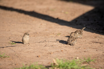little sparrows on the ground