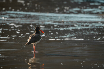 oyster catcher bird on shore pretty animal 