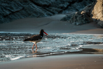 oyster catcher bird on shore pretty animal 