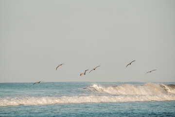 pelican birds hovering above the ocean sea 