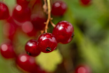Freshly Picked Blueberries Ready for Harvest: Natures Sweet Delight.
