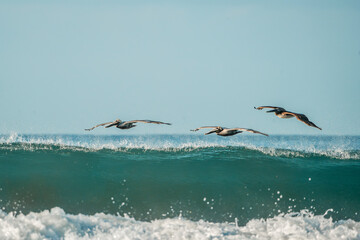 pelican birds hovering above the ocean sea 