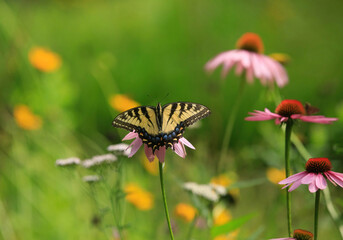 Eastern Swallowtail Butterfly in a Wildflower Meadow