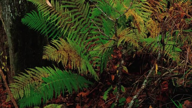 Scary mystical vibe of autumn witch forest with fern plant closeup video 4K for Halloween design. Nature park flora: covered with fallen leaves ground, mossy tree trunks, withering forest vegetation