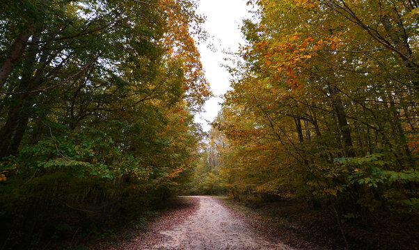 A view from the Igneada Longoz Forests is in Kirklareli, Turkey.