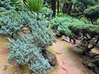 Bright tropical greenery, light wind, summer day
