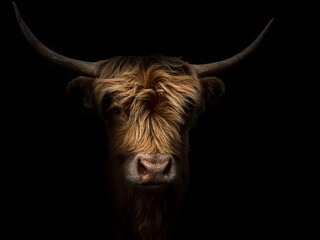 scottish highland cow (Bos taurus) portrait in landscape