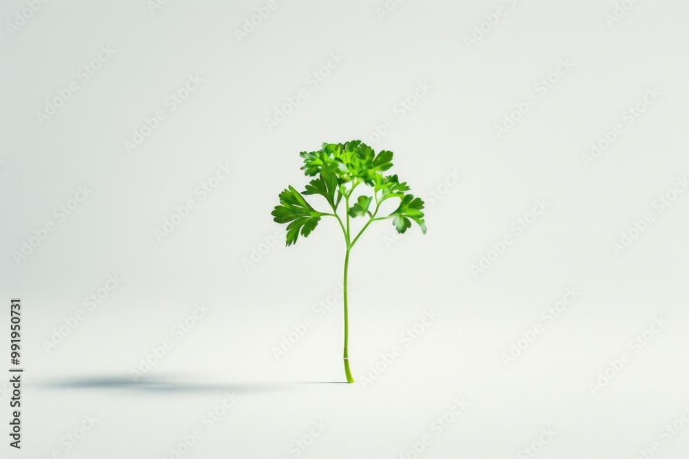 Poster A close-up of a green plant with leaves arranged neatly on a white background, suitable for use in graphic design or as a background image