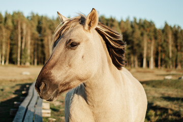 Semi-wild konik polski horse at Engure Lake Nature Park, Latvia in September © Julija