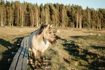 Semi-wild konik polski horse at Engure Lake Nature Park, Latvia in September © Julija