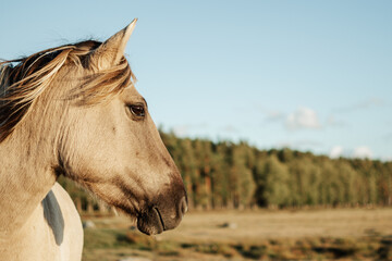 Semi-wild konik polski horse at Engure Lake Nature Park, Latvia in September © Julija