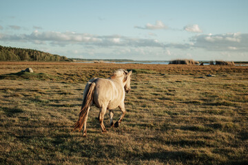 Semi-wild konik polski horse at Engure Lake Nature Park, Latvia in September © Julija