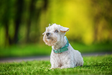 White dog sitting on green grass, spring time.