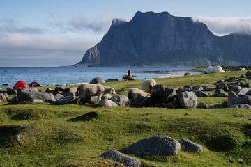 Morning on the green beach in Norway with tents surrounded by free going sheep and high mountains and turquoise water on the background.