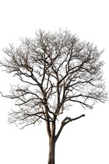 Obraz premium A bare tree standing alone on a plain white background, perfect for minimalist designs and concepts