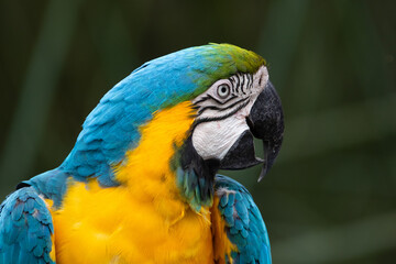 Ara Bleu © Yanick