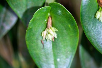 Flower of the orchid Pleurothallis discoidea