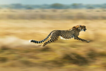 A cheetah is running through the desert